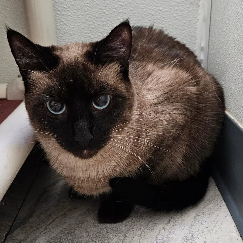 An adult medium-sized female Black Siamese cat named Ivory for adoption in Brighton, MO