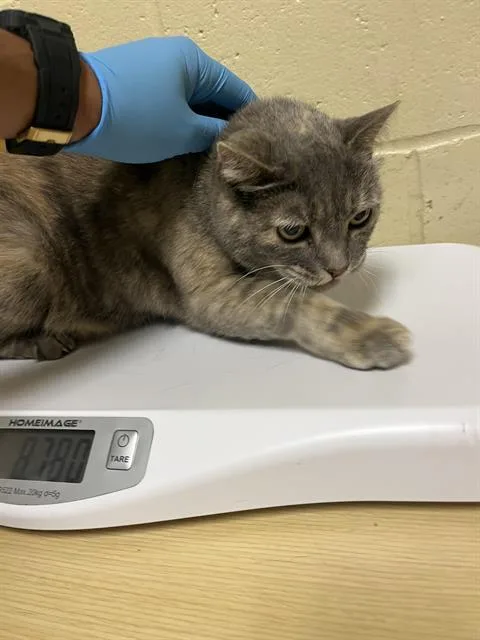 A senior small-sized female Domestic Short Hair cat named Gracie for adoption in Sacramento, CA