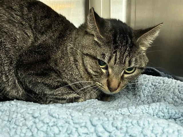 An adult large-sized male Domestic Short Hair cat named Tiger for adoption in Fort Lauderdale, FL