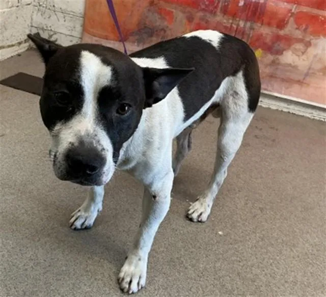 A young small-sized male Pit Bull Terrier dog named Tuxedo for adoption in San Bernardino, CA