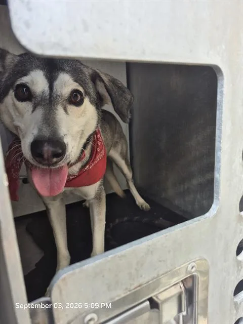 An adult medium-sized female Husky dog named Kai for adoption in San Antonio, TX
