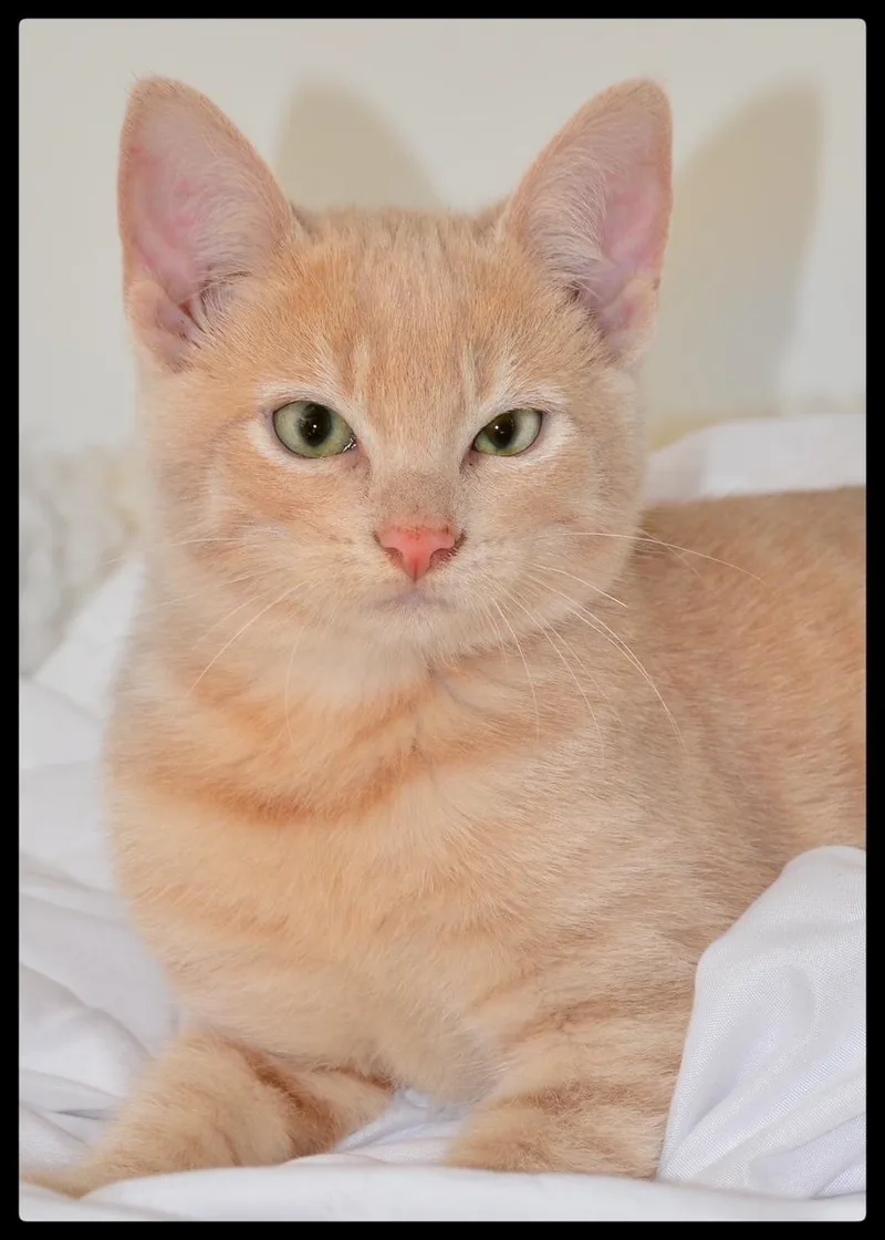 A baby small-sized male Tabby (Orange / Red) Domestic Short Hair cat named Sunny A for adoption in San Andreas, CA