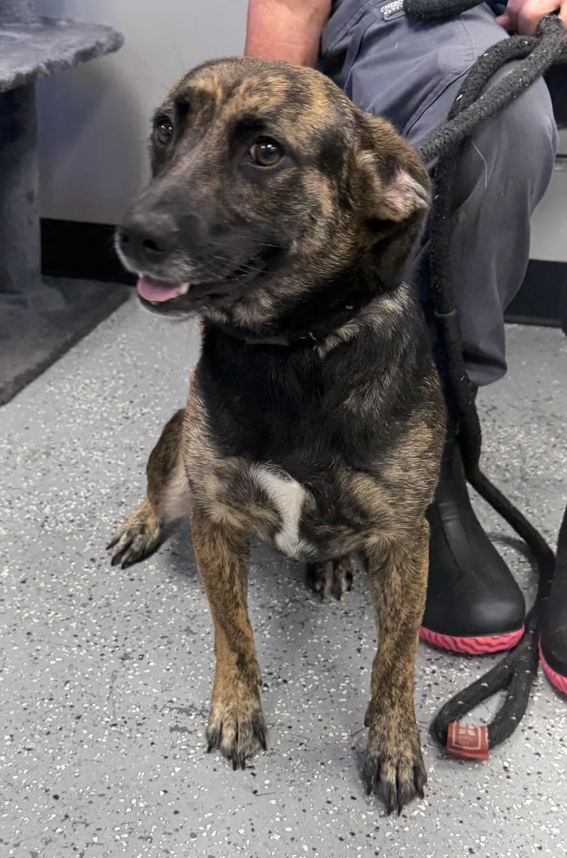 An adult medium-sized female Hound dog named Moira for adoption in Maynardville, TN