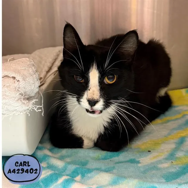 A young small-sized male Domestic Short Hair cat named Carl for adoption in Conroe, TX