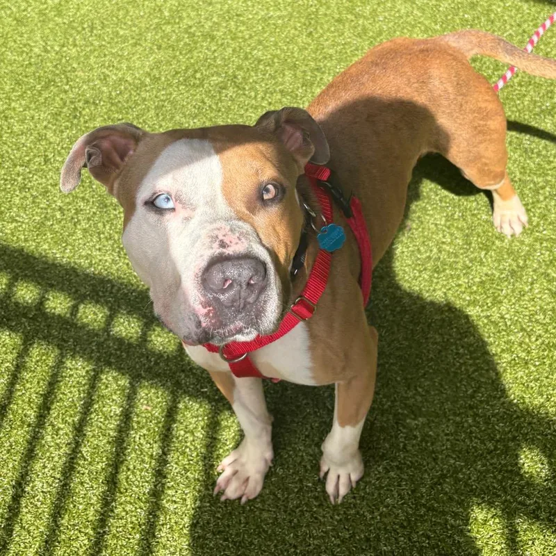 An adult medium-sized male Brown / Chocolate Mixed Breed dog named Finnegan for adoption in West Palm Beach, FL