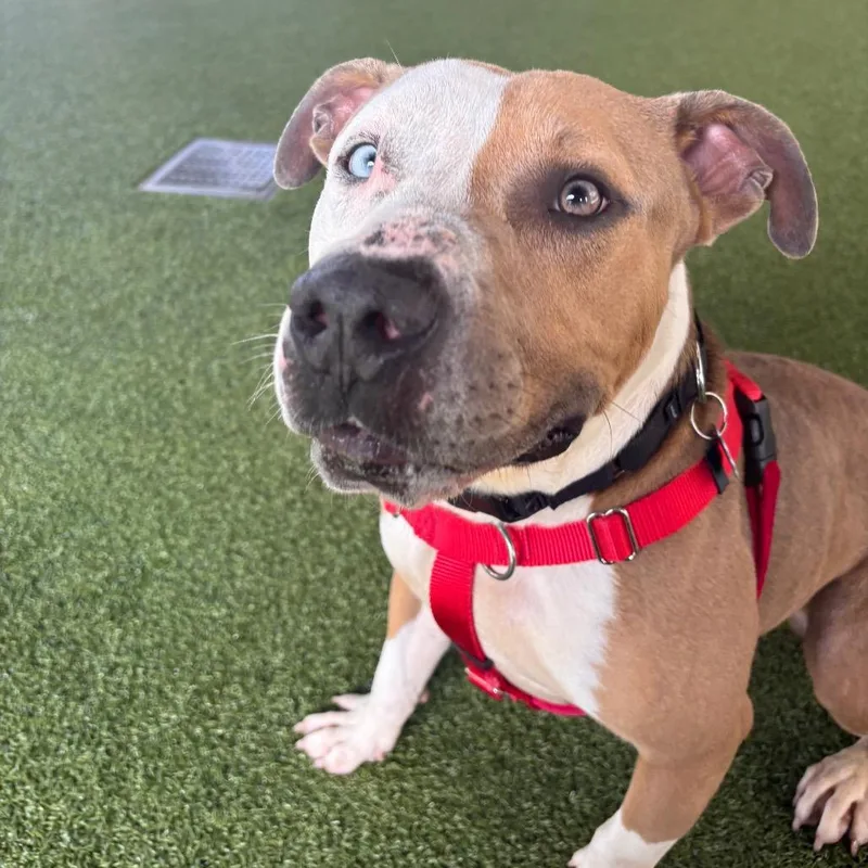 Finnegan thumbnail 2