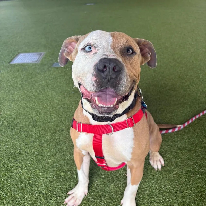 Finnegan thumbnail 3