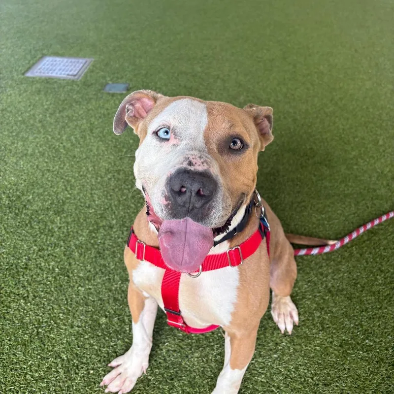 Finnegan thumbnail 5