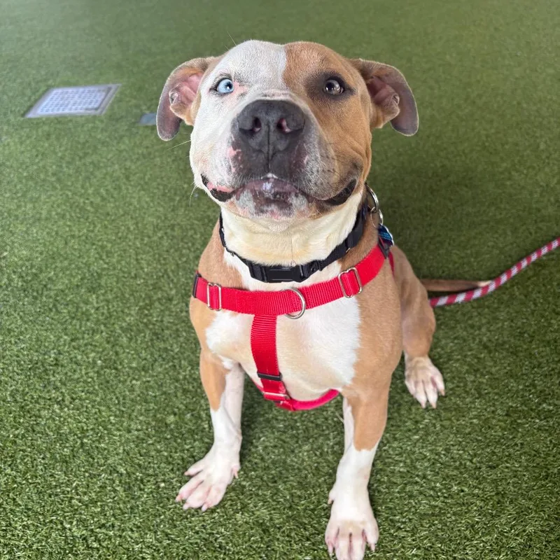 Finnegan thumbnail 6