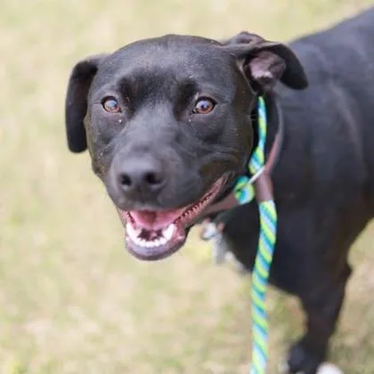 Midnight thumbnail 3