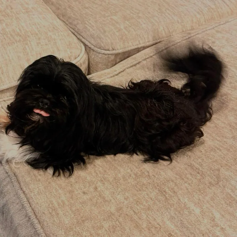 An adult small-sized male Black Pekingese dog named Charleston for adoption in Baton Rouge, LA