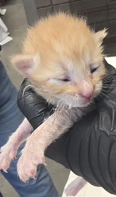 A baby small-sized male Domestic Short Hair cat named Simba for adoption in Tucson, AZ