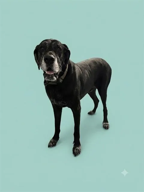 An adult extra large-sized male Mixed Breed dog named Blaze for adoption in Jacksonville, FL
