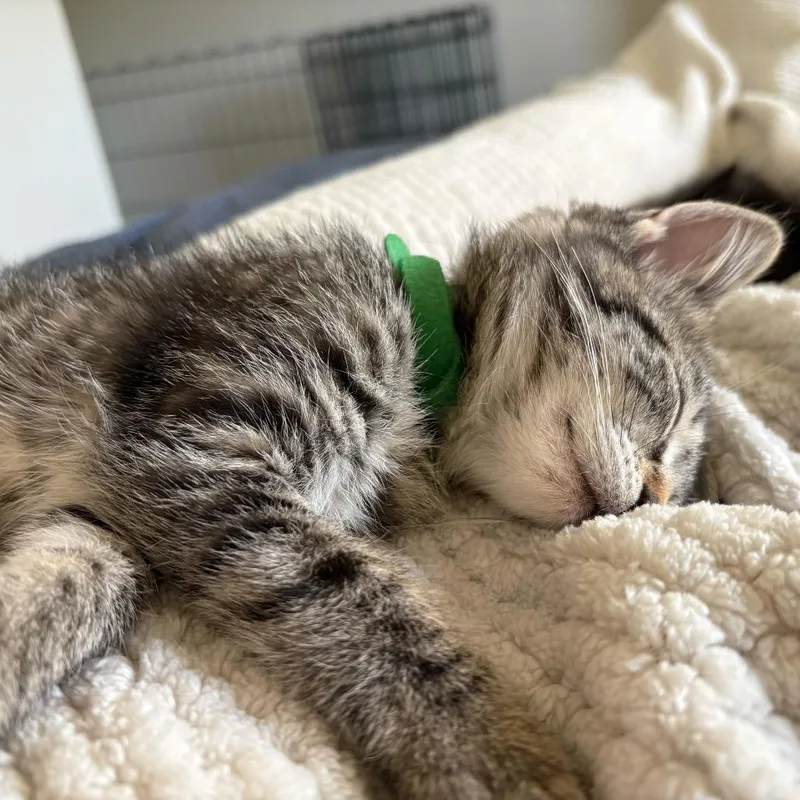A baby small-sized female Brown / Chocolate Domestic Short Hair cat named Samwise for adoption in Charlotte, NC
