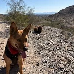 An adult medium-sized female Yellow / Tan / Blond / Fawn German Shepherd Dog dog named Lillith for adoption in Glendale, AZ