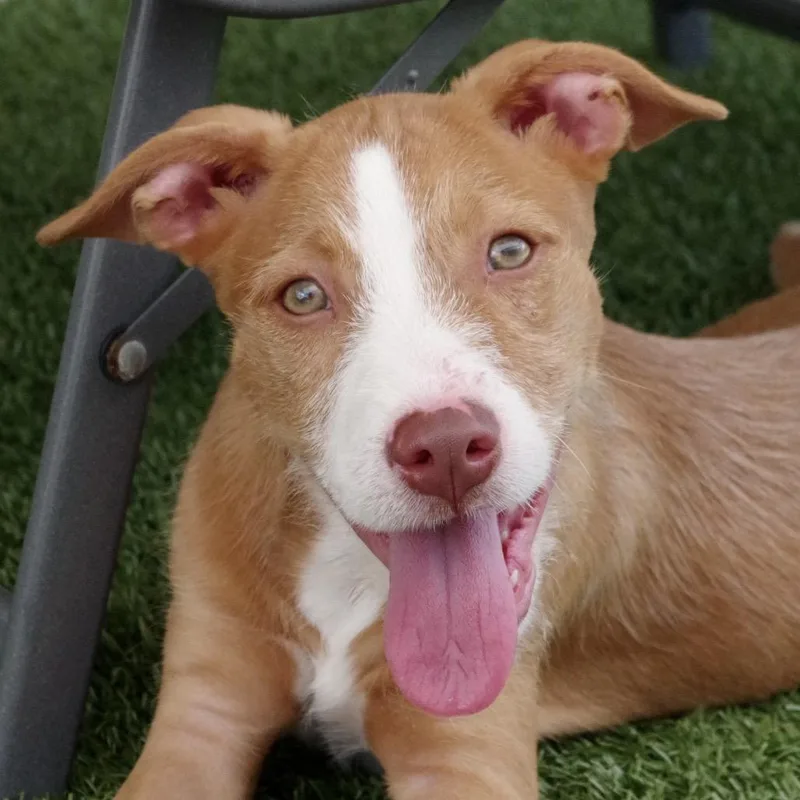 A baby small-sized male Brown / Chocolate Labrador Retriever dog named Puppy Forrest for adoption in Miami, FL