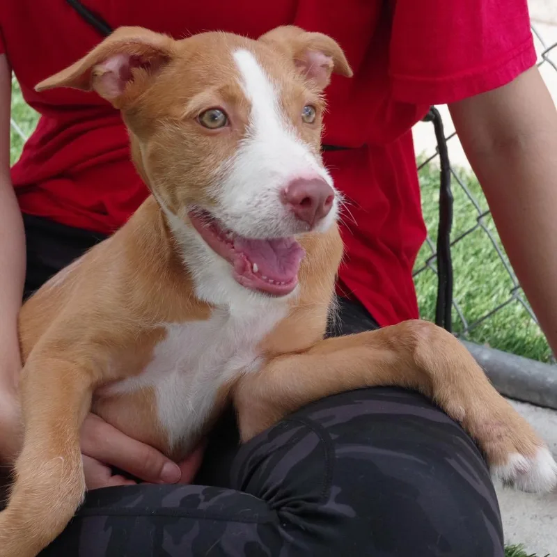 Puppy Forrest thumbnail 2
