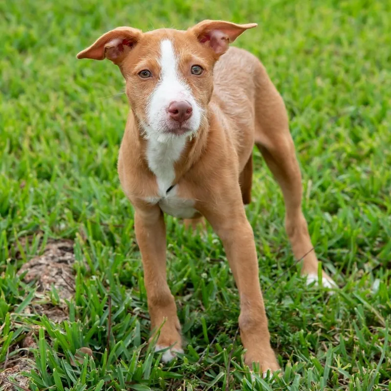 Puppy Forrest thumbnail 5
