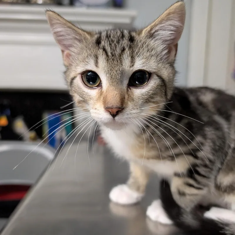 A baby small-sized male Tabby (Gray / Blue / Silver) Domestic Short Hair cat named Pax for adoption in Reisterstown, MD