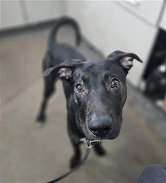 A young large-sized male Mixed Breed dog named Gomez for adoption in Dallas, TX