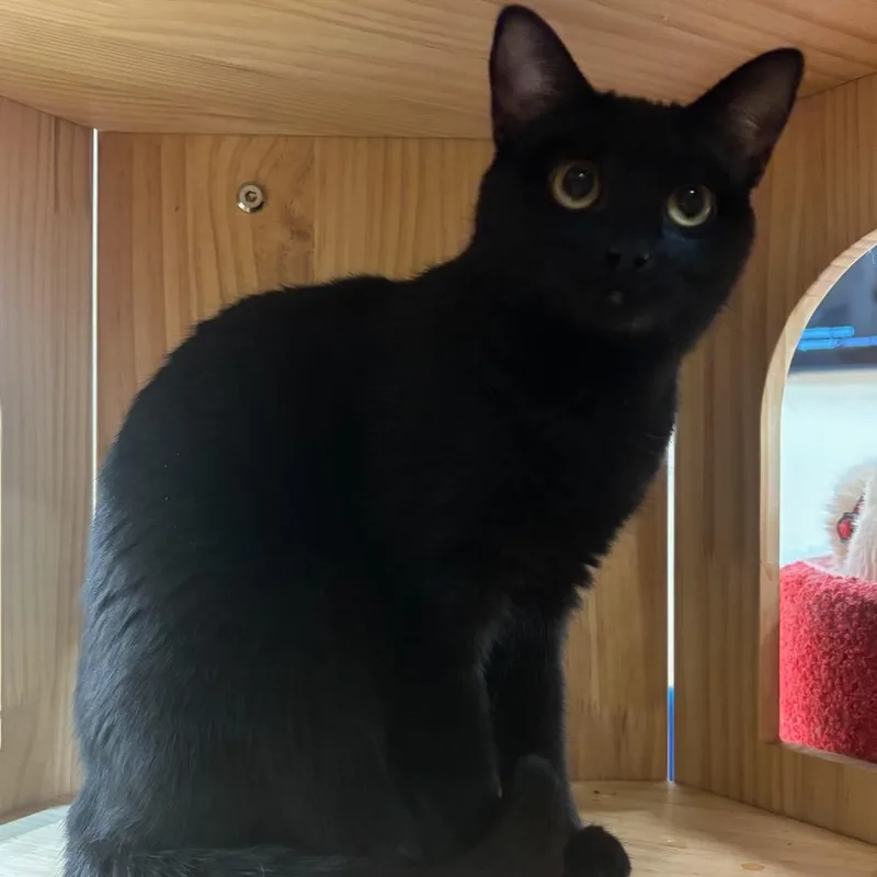 An adult small-sized female Black Domestic Short Hair cat named Auntie@pawz Pet Cafe for adoption in Carmel, IN