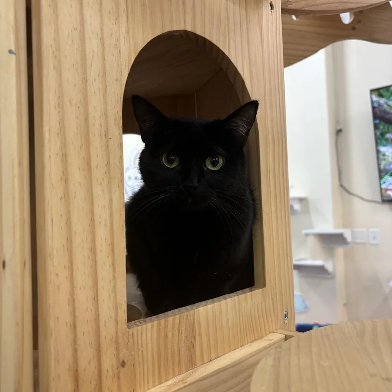 Auntie@pawz Pet Cafe thumbnail 2