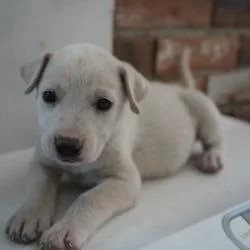 A baby small-sized female White / Cream Mixed Breed dog named Eggs Benny for adoption in Bellingham, WA