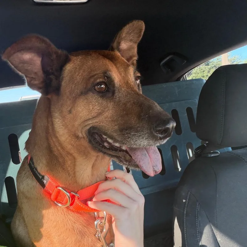 An adult medium-sized female Brown / Chocolate Shepherd dog named Momma Latte for adoption in Tampa, FL