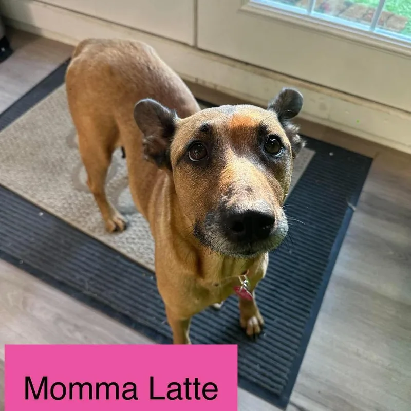 Momma Latte thumbnail 2