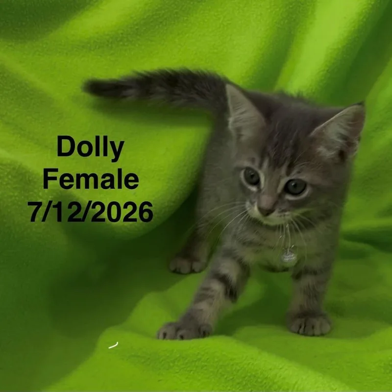 A baby small-sized female Gray / Blue / Silver Domestic Short Hair cat named Dolly for adoption in League City, TX