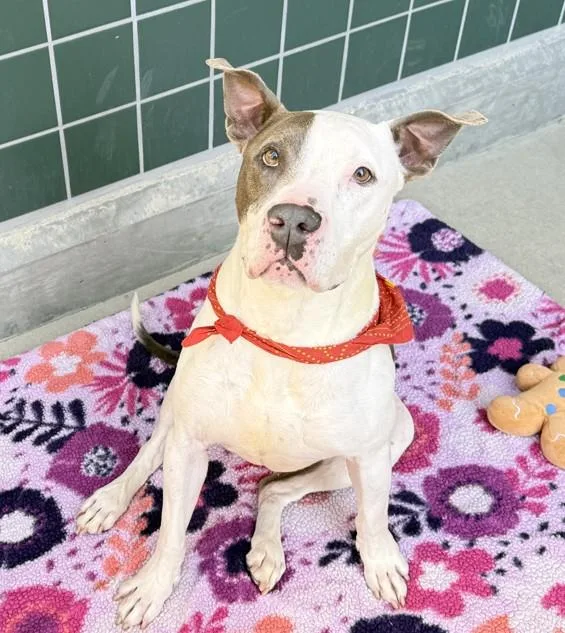An adult large-sized male Pit Bull Terrier dog named Ace for adoption in Rancho Cucamonga, CA