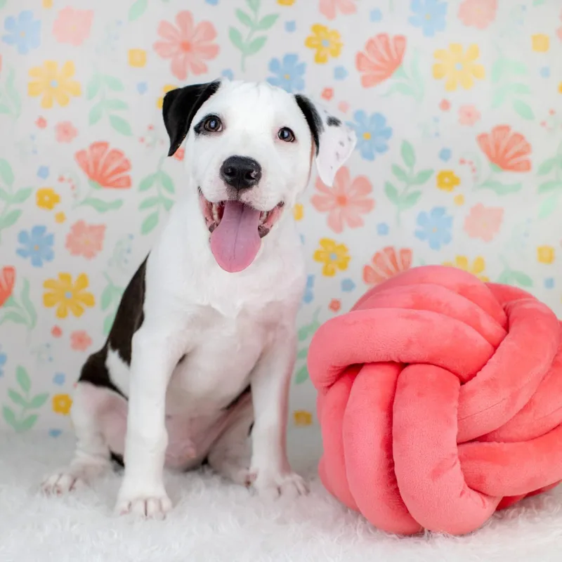 A baby medium-sized male Mixed Breed dog named Lance for adoption in Smyrna, GA