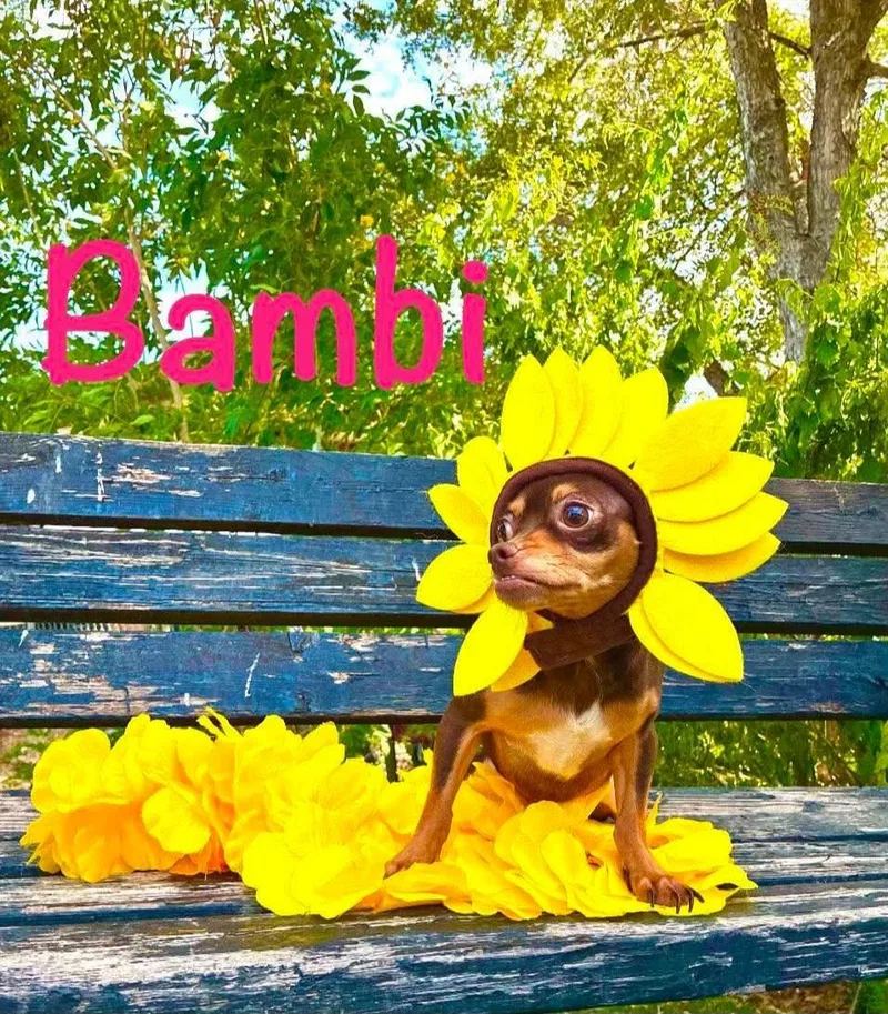 An adult small-sized female Brown / Chocolate Chihuahua dog named Bambi for adoption in Gregory, TX