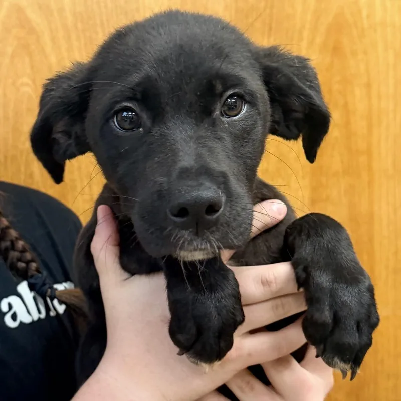 A baby small-sized female Black Labrador Retriever dog named Dory for adoption in Columbus, GA