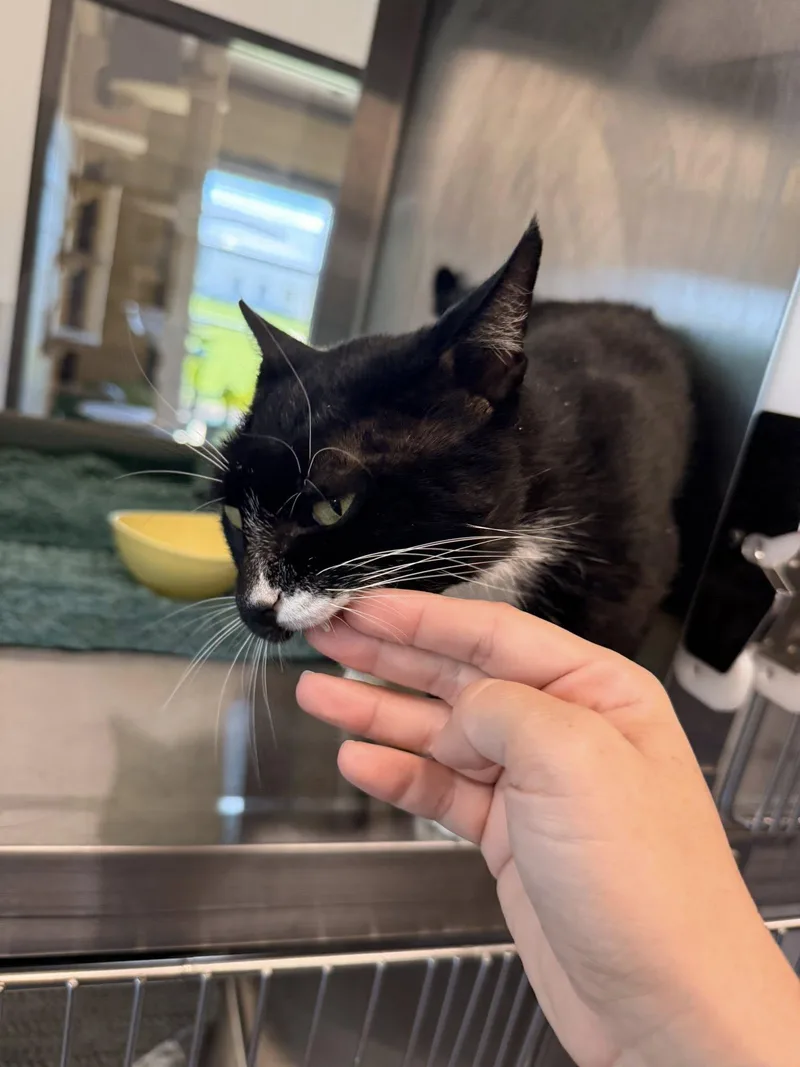 A baby small-sized male Black & White / Tuxedo Domestic Short Hair cat named Sir Nibbles for adoption in Clarksville, TN