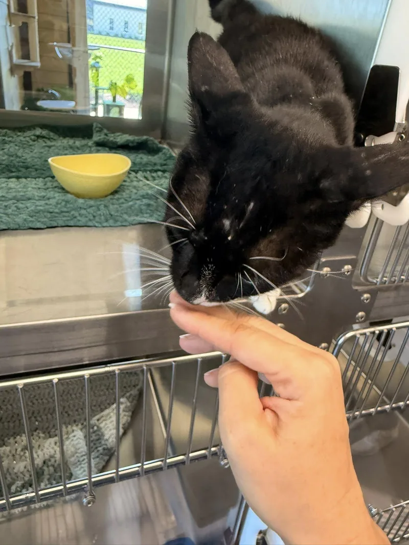 Sir Nibbles thumbnail 5