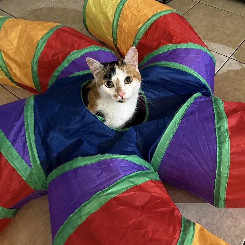 A young small-sized female Calico Domestic Short Hair cat named Flower for adoption in Tustin, CA
