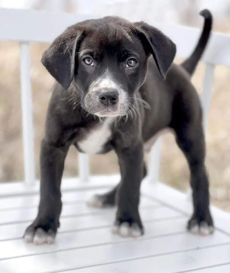 A baby medium-sized male Mixed Breed dog named Sesame Bean for adoption in Savage, MN