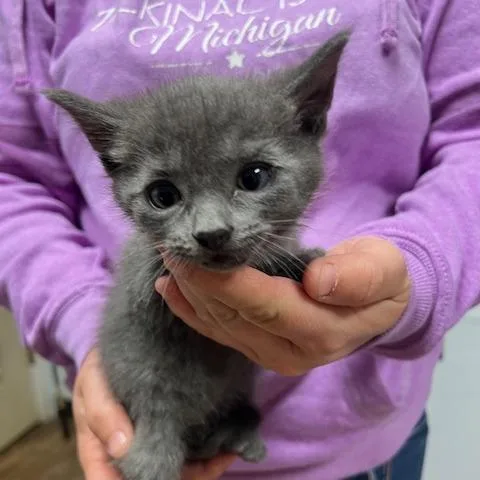 A baby small-sized male Gray / Blue / Silver Domestic Short Hair cat named Sprout for adoption in Owosso, MI
