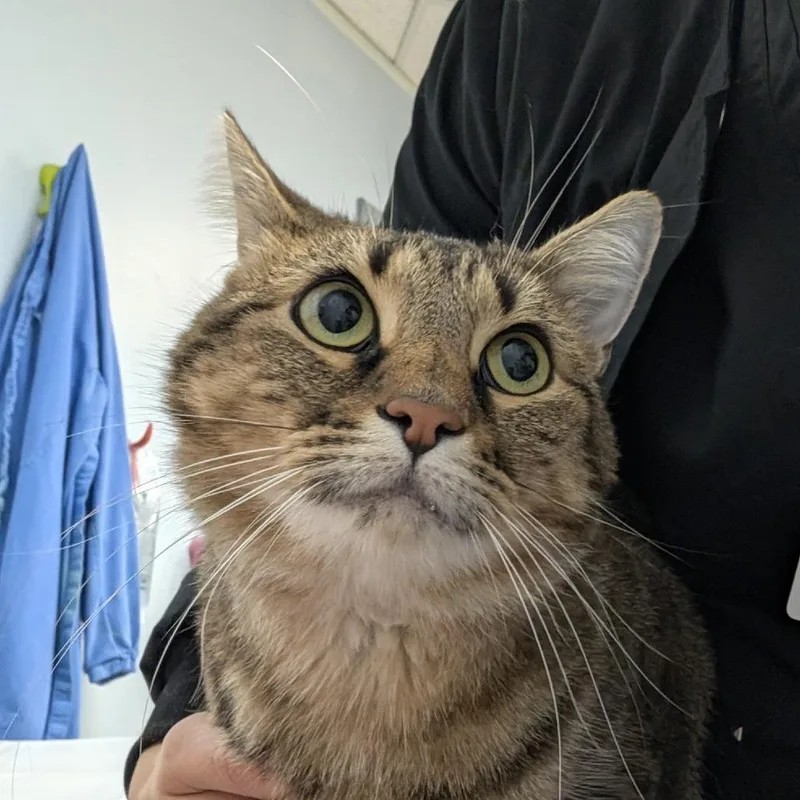 An adult large-sized male Gray / Blue / Silver Domestic Short Hair cat named Sammy for adoption in Indianapolis, IN