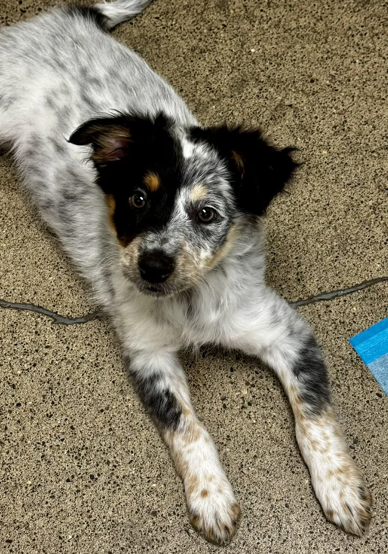 A baby medium-sized male Merle (Blue) Australian Cattle Dog / Blue Heeler dog named Harbor for adoption in Bend, OR