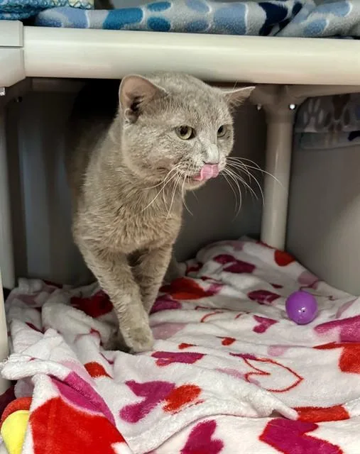 A young medium-sized male Domestic Short Hair cat named Chowder for adoption in Kalamazoo, MI