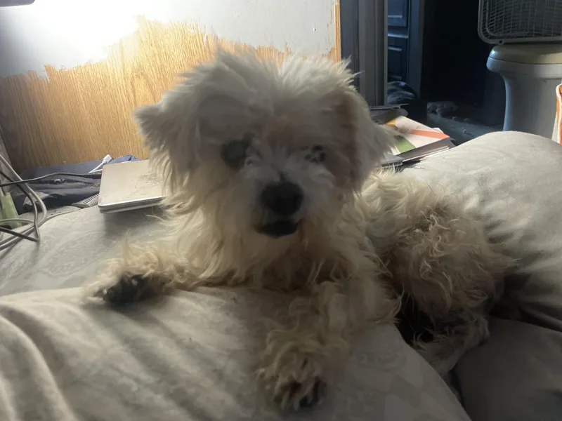 A senior small-sized female White / Cream Maltese dog named Laci CT for adoption in Bryan, TX
