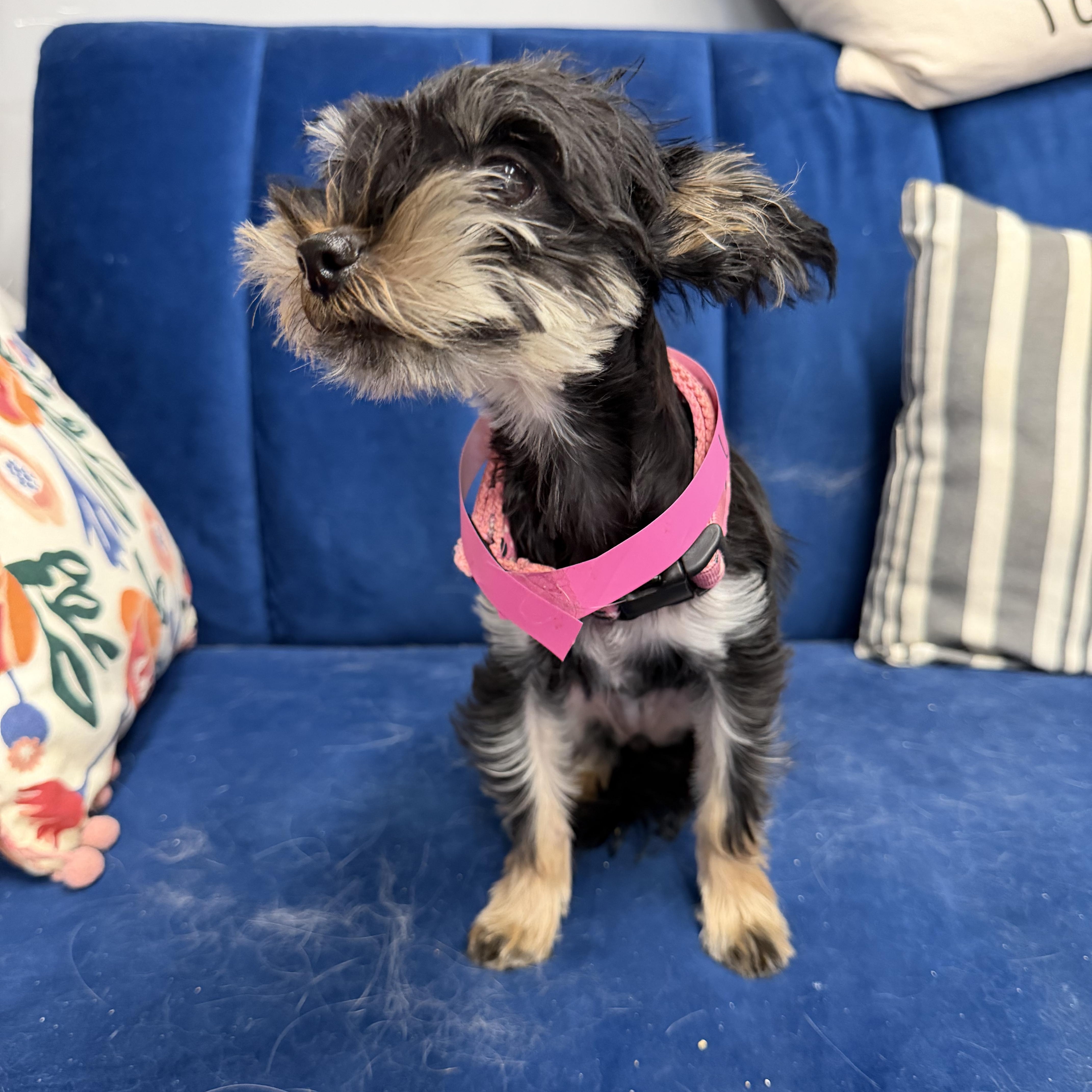 A baby small-sized female Black Yorkshire Terrier dog named Luna for adoption in Hartford, KY