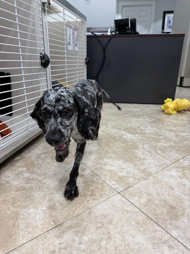 An adult small-sized female Poodle dog named Betty Boop for adoption in Hilton Head Island, SC
