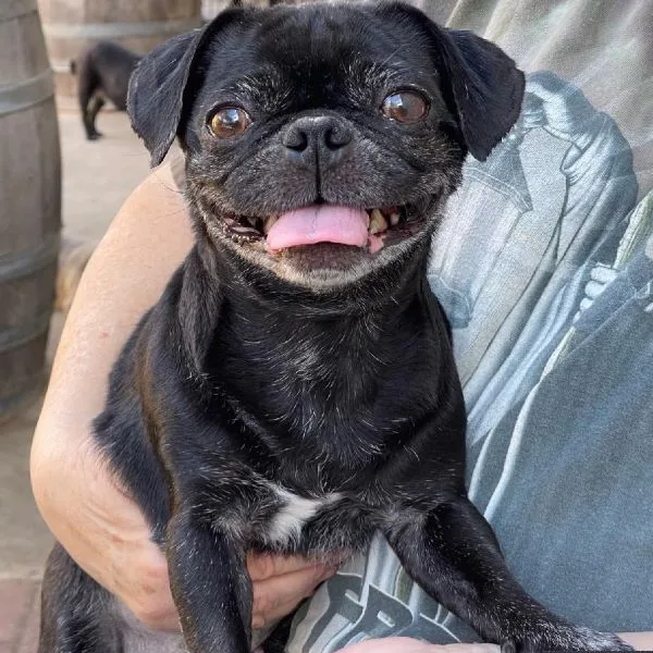 An adult small-sized female Black Pug dog named Autumn for adoption in Alvin, TX