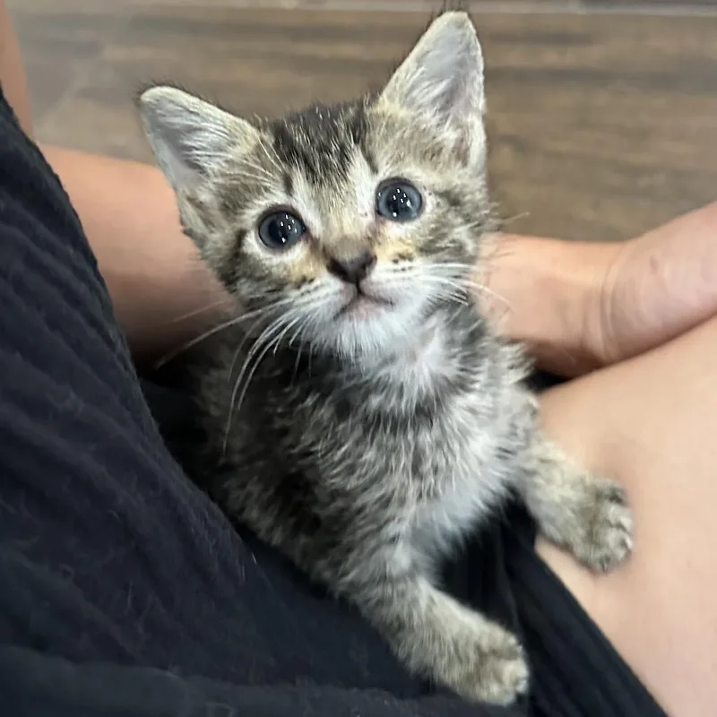 A baby small-sized male Brown / Chocolate Domestic Short Hair cat named Sprout for adoption in Long Beach, CA