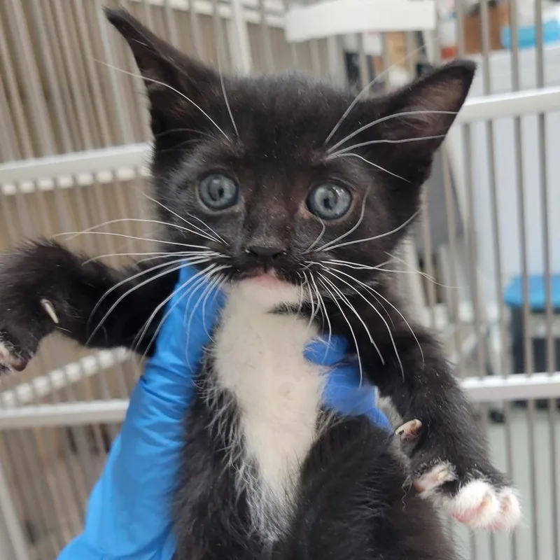 A baby small-sized female Black Domestic Short Hair cat named Mudi for adoption in Westminster, CA