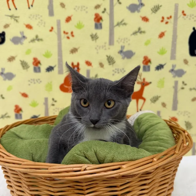 A baby small-sized female Gray / Blue / Silver Domestic Short Hair cat named Freddi for adoption in Deerfield, IL