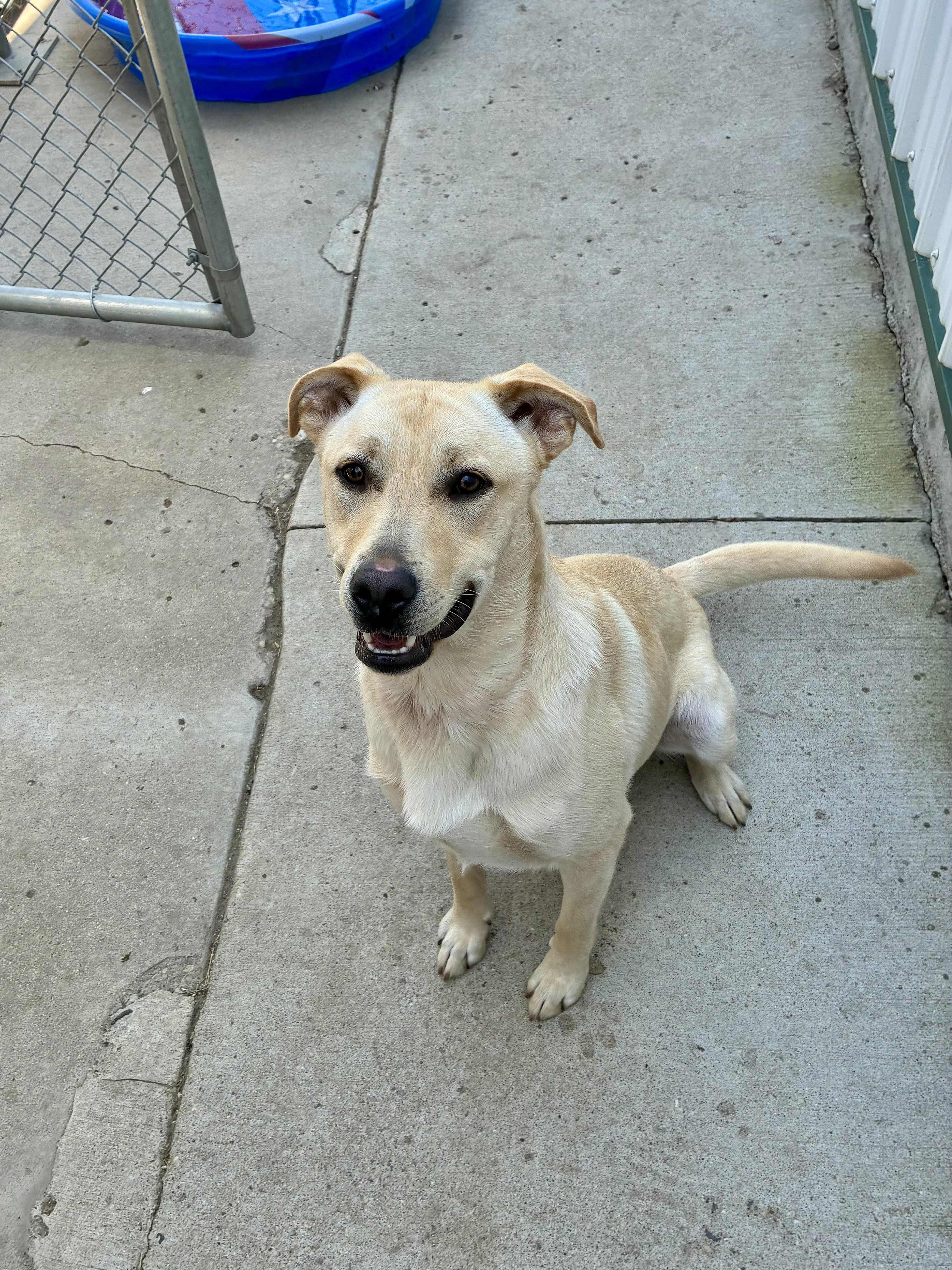 A young medium-sized male Yellow / Tan / Blond / Fawn Labrador Retriever dog named Brisket for adoption in Jamestown, ND
